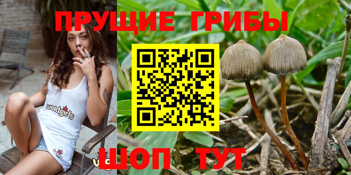 Галлюциногенные грибы Psilocybe  Вход с VPN  Дивногорск 