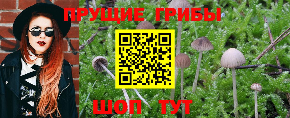 Галлюциногенные грибы Psilocybine cubensis Дивногорск